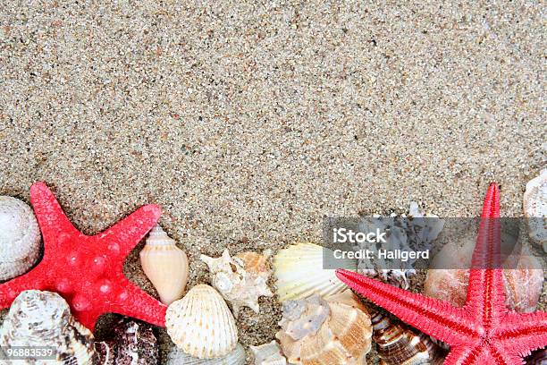 Foto de Shell e mais fotos de stock de Areia - Areia, Bege, Concha - Parte do corpo animal