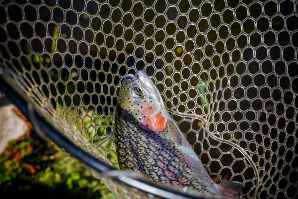 istock Fishing competitions. Trout is caught on a hook 968837202