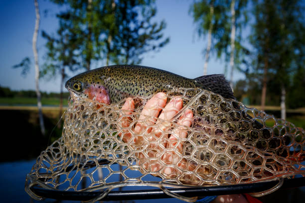 Fishing competitions. Trout is caught on a hook