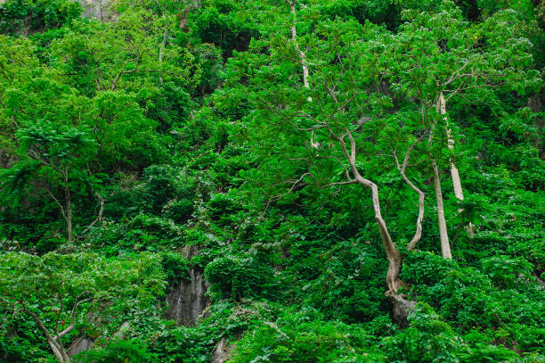 istock Thai beautiful green forest grow on a mountain 968838160