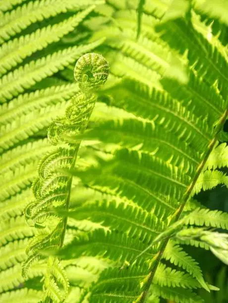 Nephrolepis exaltata. The Sword Fern - a species of fern in the family Lomariopsidaceae. Curly green fern leaves in spring forest with sunrise as natural foliage
