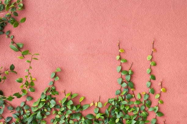 efeu wächst an einem rosa wand - pink buildings stock-fotos und bilder