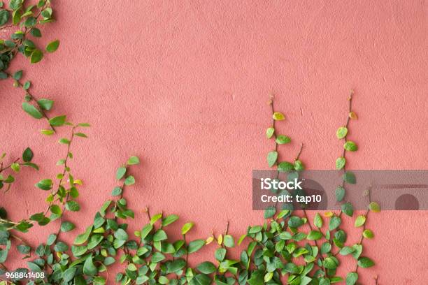 Ivy Growing On A Pink Wall - Fotografias de stock e mais imagens de Parede - Parede, Muro Circundante, Flora