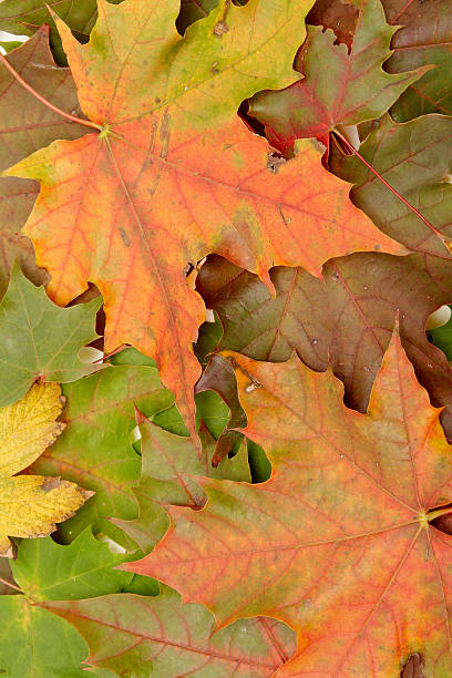 Colorido autumnal hojas - foto de stock