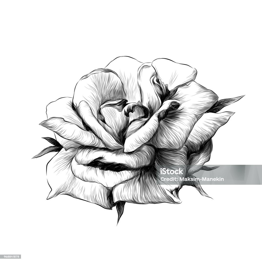 rose flower Bud on white background rose flower Bud on white background, sketch vector graphics monochrome illustration Rose Petals stock vector