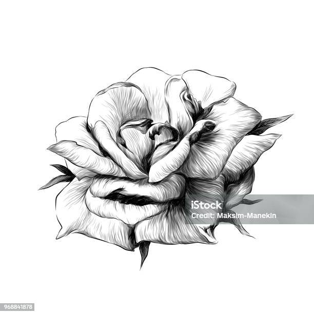 Rose Flower Bud On White Background Stock Illustration - Download Image Now - Rose Petals, Vector, Sketch