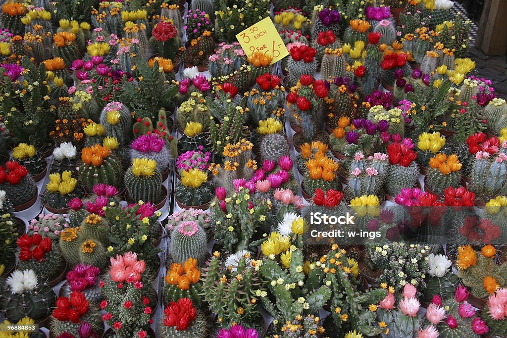 Colorida colección de cactus - Foto de stock de Cabeza de flor libre de derechos