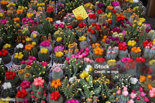 Colorida Colección De Cactus Foto de stock y más banco de imágenes de Cabeza de flor - Cabeza de flor, Cactus, Colección