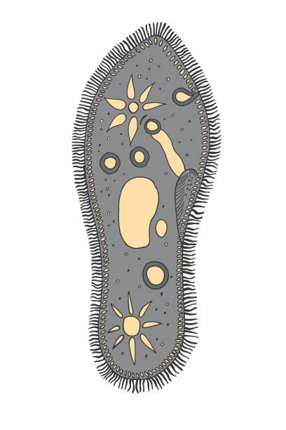 Visualizing Infusoria 60+ Infusoria Stock Illustrations, Royalty-Free Vector Graphics & Clip ...