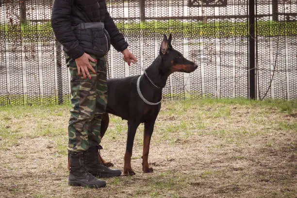 outdoor training process in dogschool. military exercises with the use of dogs. military girl holding the leash of a dog the Doberman Pinscher. walking the dog.