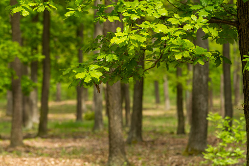 Bosque de roble verde en primavera photo