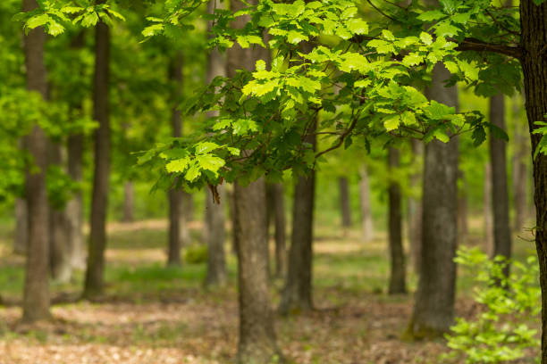 Green oak forest in spring time Green oak forest in spring time deciduous tree photos stock pictures, royalty-free photos & images