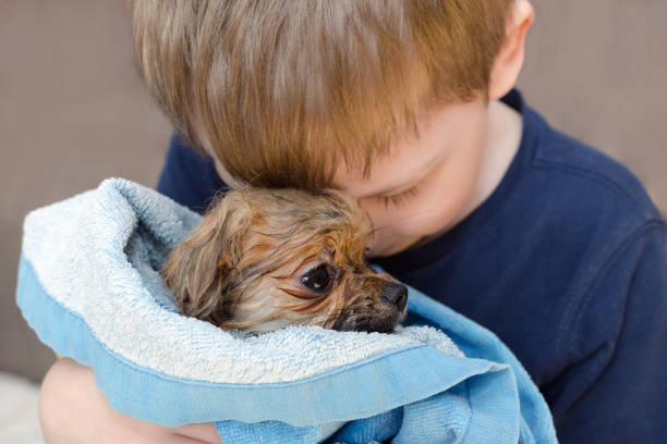 little boy is hugging with love a wet dog pomeranian puppy little boy is hugging with love a small dog pomeranian puppy pomeranian dog taking a bath stock pictures, royalty-free photos & images