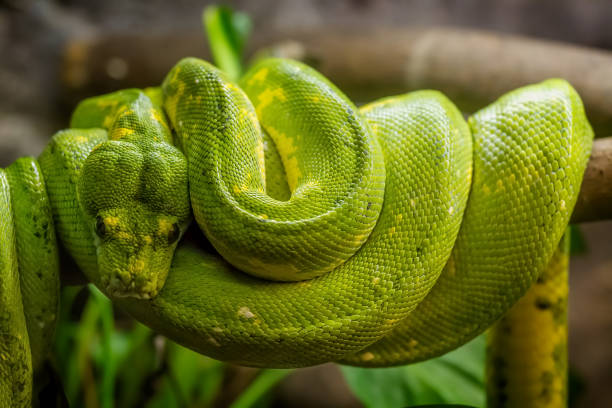 istock Green snake on the branch 968852574