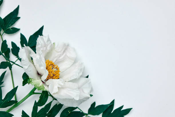 istock Corner frame made of white peony and green leaves isolated on white 968852656