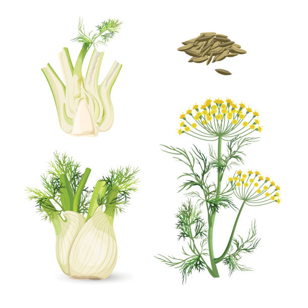 illustrazioni stock, clip art, cartoni animati e icone di tendenza di pianta fiorita di finocchio erba perenne con fiori gialli, foglie piumate - fennel