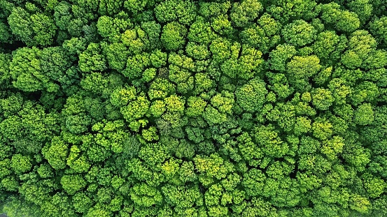 Vista superior de un joven bosque verde en primavera o verano photo