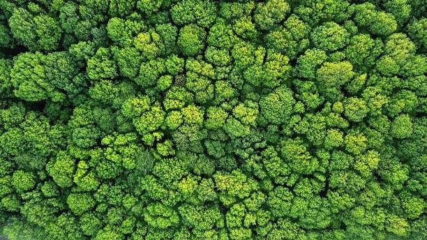 vista dall'alto di una giovane foresta verde in primavera o in estate - stile di vita sostenibile foto e immagini stock