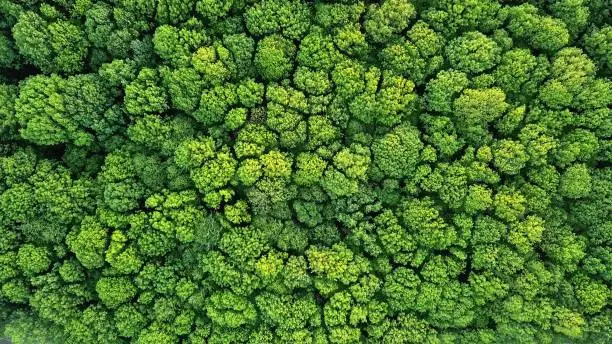 Photo of Top view of a young green forest in spring or summer