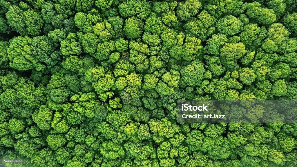 Vista superior de uma floresta verde jovem na primavera ou verão - Foto de stock de Estilo de vida sustentável royalty-free Vista superior de uma floresta verde jovem na primavera ou verão - Foto de stock de Estilo de vida sustentável royalty-free