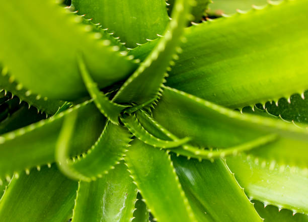 istock Aloe bussei succulent plant 968856012