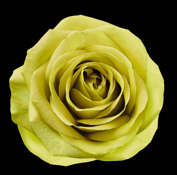 istock Yellow  flower rose  on black isolated background with clipping path.  no shadows. Closeup.  For design. Nature. 968856470