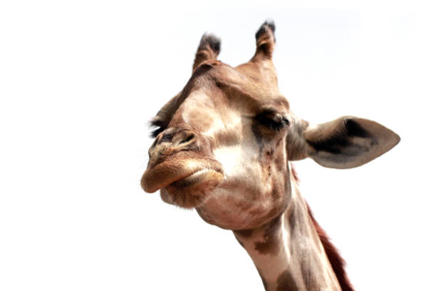 istock Close up shot of giraffe head 968856576