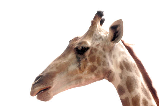 istock Close up shot of giraffe head 968856578