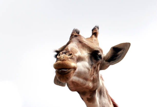 istock Close up shot of giraffe head 968856620