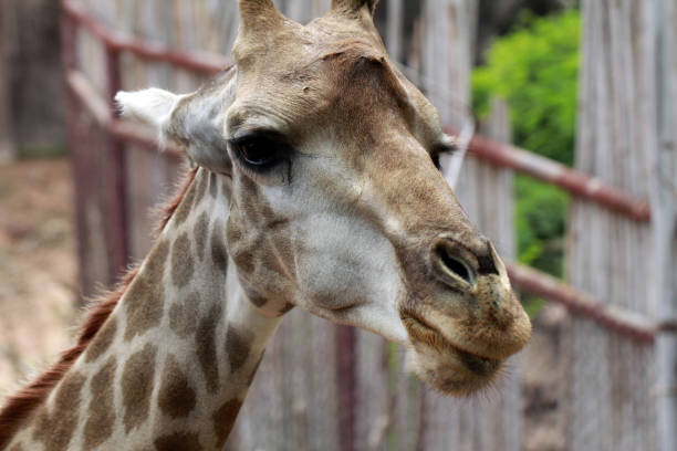 istock Close up shot of giraffe head 968856688
