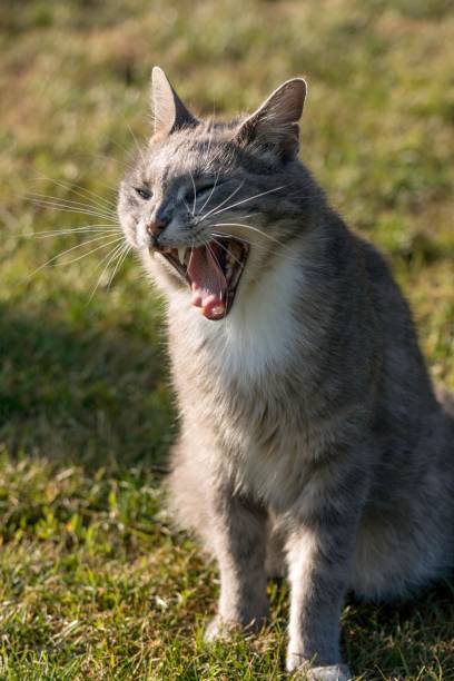 istock little cat playing on lawn in summer 968856774