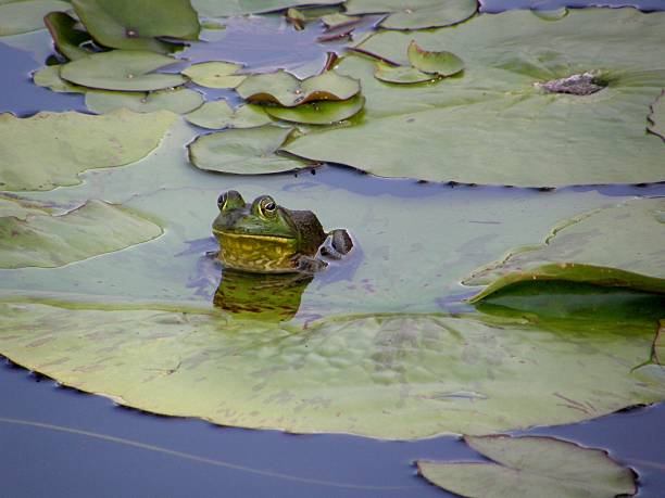 istock Green frog on a lily pad 96885745