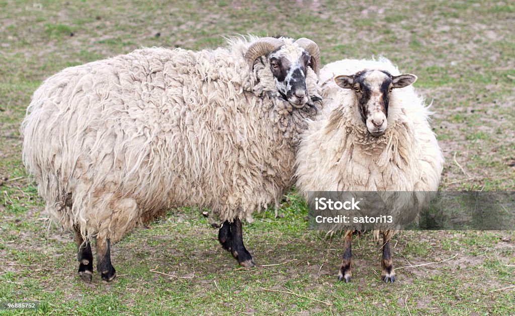 Schafe auf Feld - Lizenzfrei Farbbild Stock-Foto