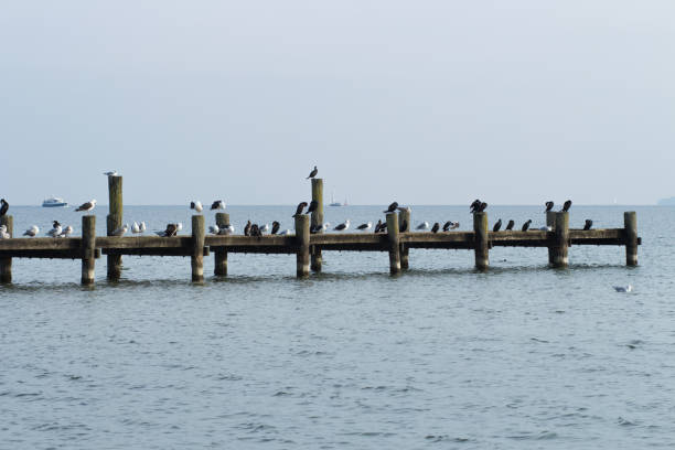 Sea gulls are sitting on a railing of wooden construction of a seaside pier. Shot in late autumn in Travemuende near Luebeck in north Germany.