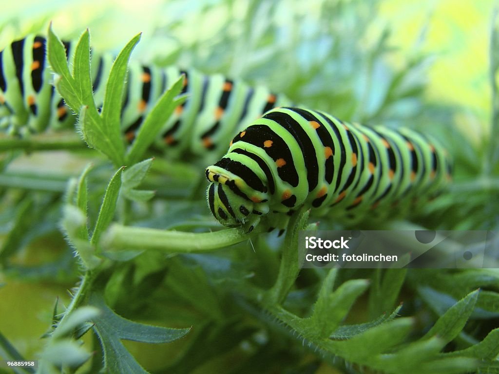 Caterpillars - 芋虫のロイヤリティフリーストックフォト