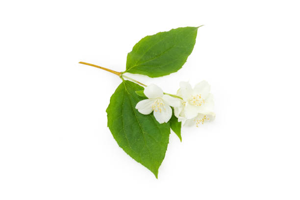 istock Twig of the flowering jasmine on a white background 968859616