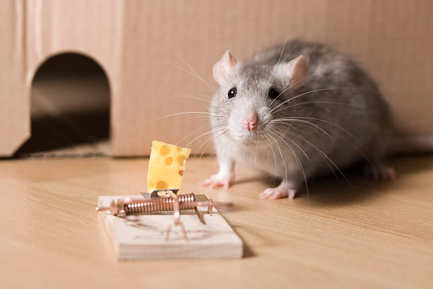mousetrap and cheese  trap stock pictures, royalty-free photos & images