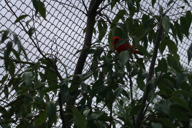 Flame-colored tanager (Piranga bidentata), formerly known as the stripe-backed tanagerfody, red cardinal fody or common fody Villars-les-Dombes, France – September 12, 2017: photography showing some flame-colored tanager (Piranga bidentata), formerly known as the stripe-backed tanager. The photography was taken from the town of Villars-les-Dombes, France. piranga bidentata stock pictures, royalty-free photos & images
