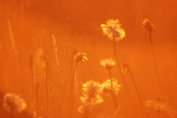istock Plants illuminated by an orange rising sun 968860056