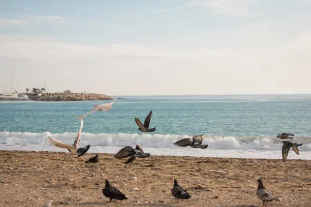 Birds flying on the beach, Greece