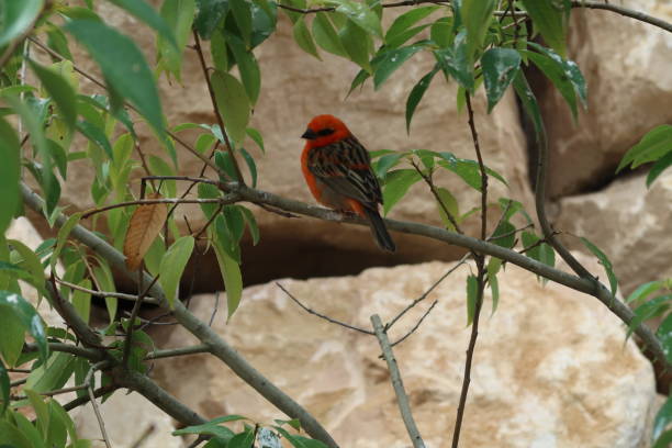 Flame-colored tanager (Piranga bidentata), formerly known as the stripe-backed tanagerfody, red cardinal fody or common fody Villars-les-Dombes, France – September 12, 2017: photography showing some flame-colored tanager (Piranga bidentata), formerly known as the stripe-backed tanager. The photography was taken from the town of Villars-les-Dombes, France. piranga bidentata stock pictures, royalty-free photos & images