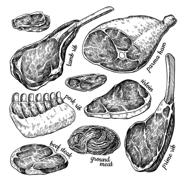 illustrazioni stock, clip art, cartoni animati e icone di tendenza di disegno vettoriale di carne cruda. bistecca di manzo disegnata a mano, prosciutto di maiale, costoletta di agnello, carne di pollo tritata. - carne