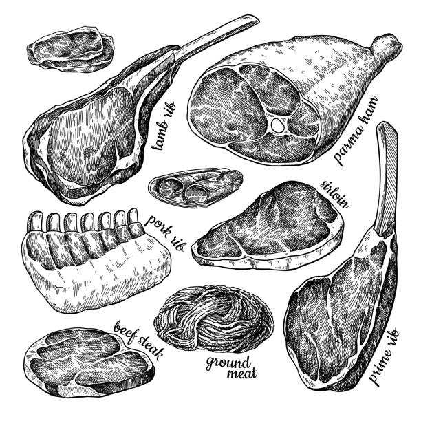 Raw meat vector drawing. Hand drawn beef steak, pork ham, lamb rib, minced chicken forcemeat. Raw meat set vector drawing. Hand drawn beef steak, pork ham, lamb rib, minced chicken forcemeat. Raw food ingredient. Vintage sketch. Butcher shop product. Great for label, restaurant menu. barbecue meal illustrations stock illustrations