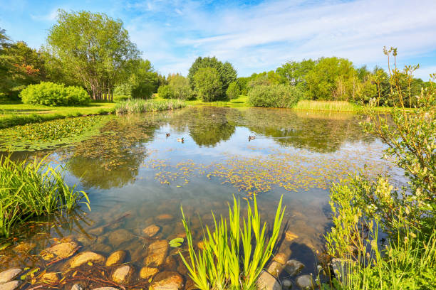 istock Pond in Ringve Botanical garden, Trondheim 968862980