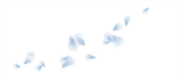 ilustrações, clipart, desenhos animados e ícones de sakura branco azul voando pétalas isoladas no fundo branco. flores de pétalas rosas. vector - petal