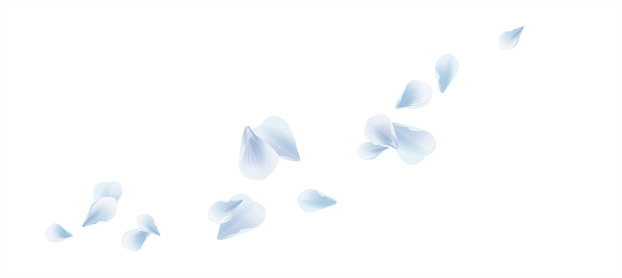 White Blue sakura flying petals isolated on White background. Petals Roses Flowers. Horizontal. Vector EPS 10 cmyk