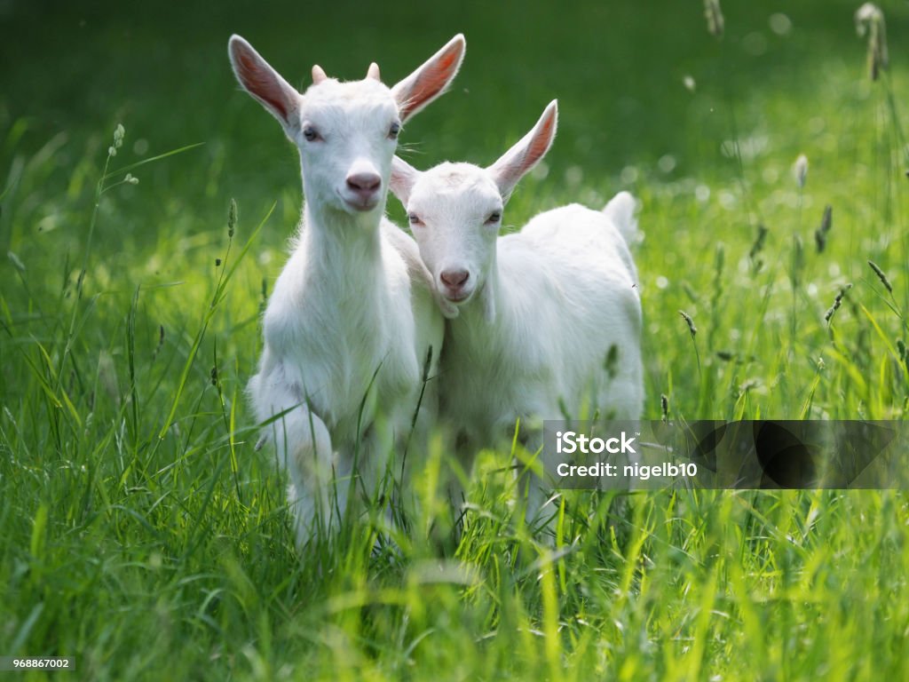 Beau bébé chèvre - Photo de Caprin libre de droits