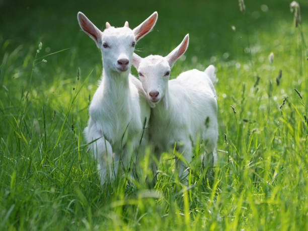 Beautiful Baby Goats Two baby goat kids stand in long summer grass. goat photos stock pictures, royalty-free photos & images