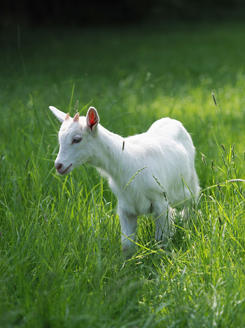 A baby goat kid stands in long summer grass.
