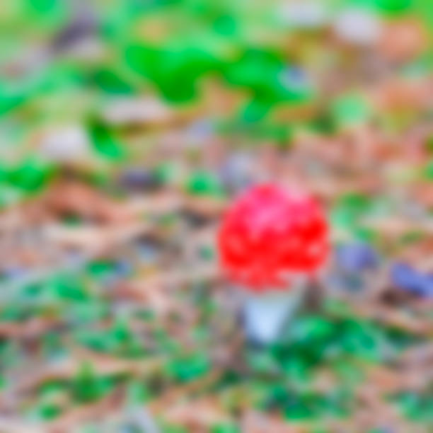Amanita mushroom- soft lens bokeh image. Defocused background